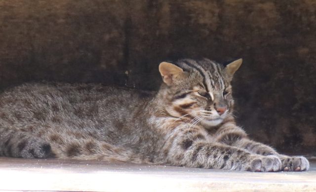 250910yamaneko.JPG
